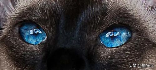 猫咪眼睛的不同颜色都是怎么来的？