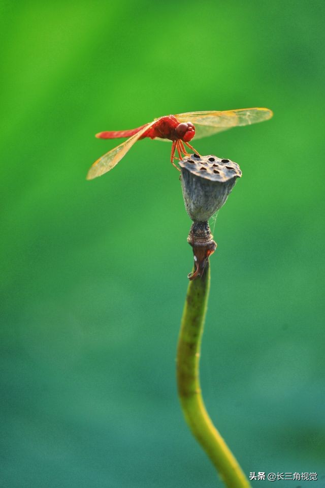 蜻蜓点荷叶的图片大全图片