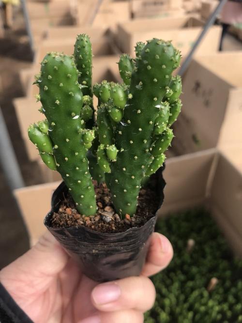 13仙人珊瑚植物怎么养比较好「专业回答」 -骁龙网