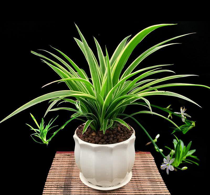 甲醛治理与检测知识