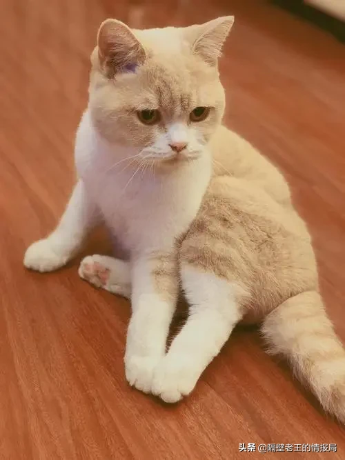 隔壁老王的猫咪情报|关于猫咪生产你知多少?不要再手足无措了