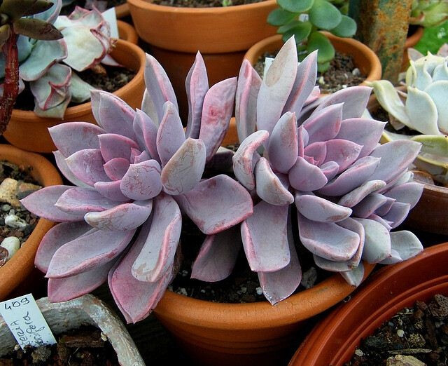 让人看了就‘神魂颠倒’的10种紫色多肉植物，这么养绝对梦幻！