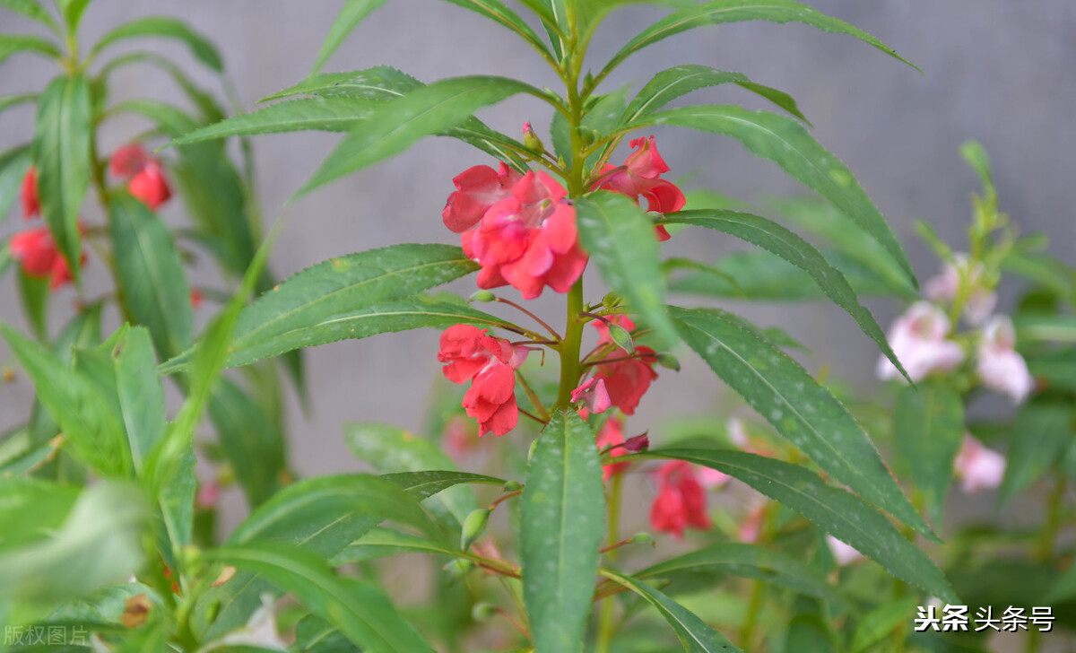 女兒花 金鳳花 指甲花 說的都是小時候染指甲的鳳仙花 園藝印象 Mdeditor