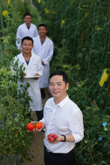 西红柿为什么没有以前好吃了？科研人员历时4年终于发现问题关键
