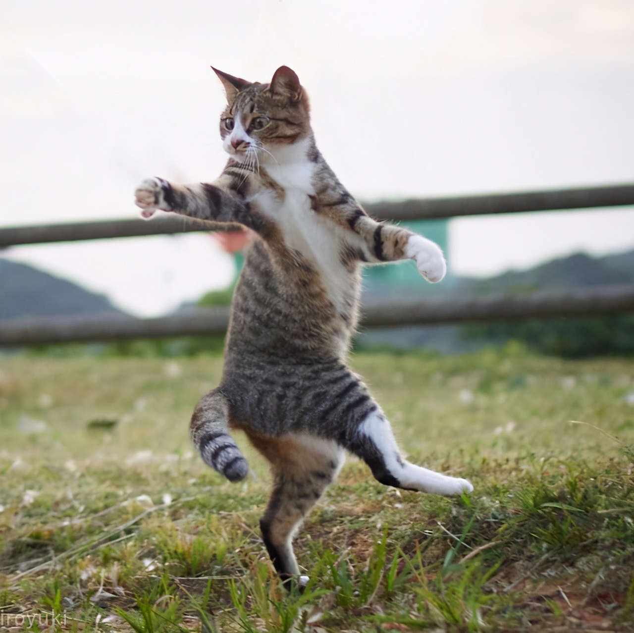 猫狗打架，狗总是被欺负的那个，为什么人们见到的却是狗把猫咬死