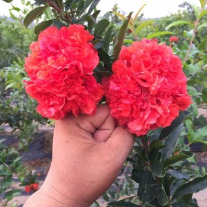 喜歡石榴就養(yǎng)牡丹石榴，花朵似牡丹，紅火喜慶有果吃