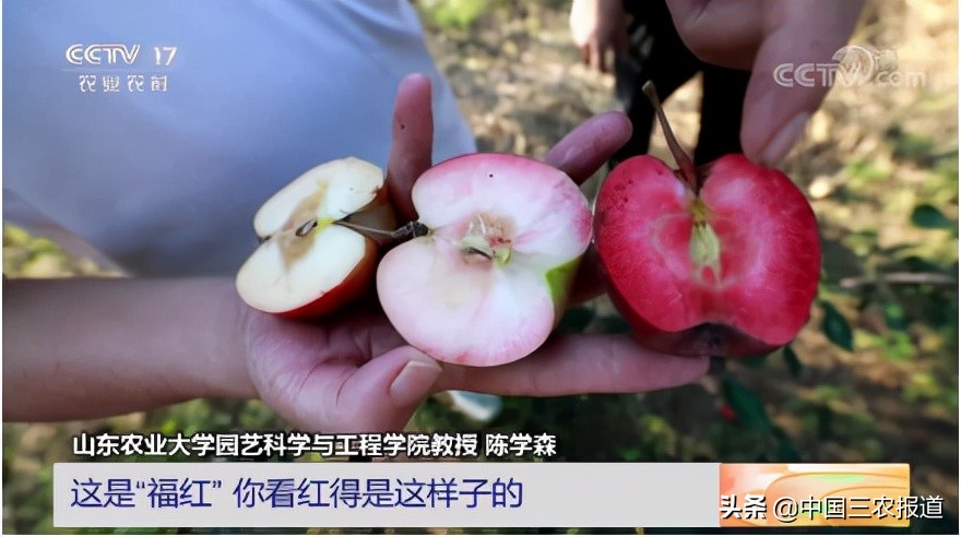 苹果又发布新品了？红皮苹果常见 红肉苹果你见过吗？