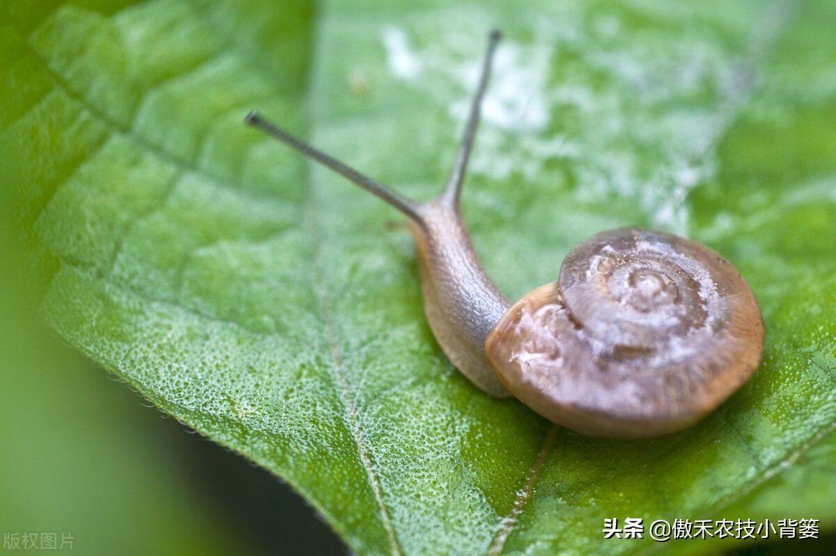 种植的蔬菜经常被蜗牛危害,哪些方法防治蜗牛的效果比较好?