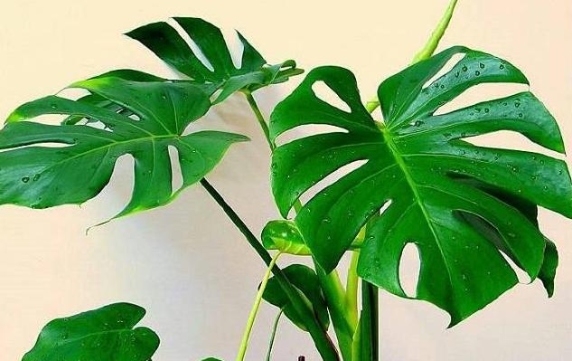 枯黄掉叶专题:冬季养花叶子总是变黄,别着急,我来帮你