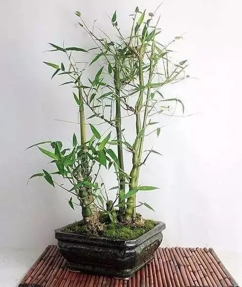 佛肚竹子盆栽怎么养长得好「图文」