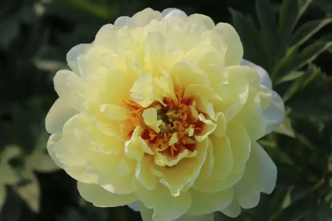 芍药花什么时候开花（芍药种植方法和时间）