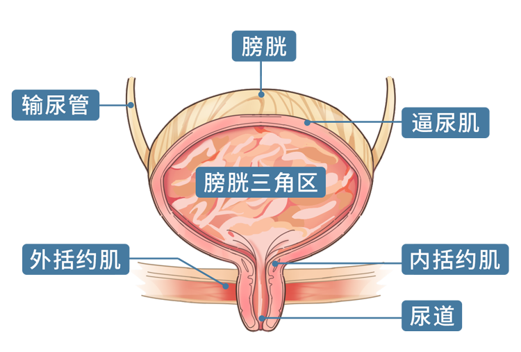 解锁“提肛运动”，肛肠、前列腺、泌尿系统都会感谢你