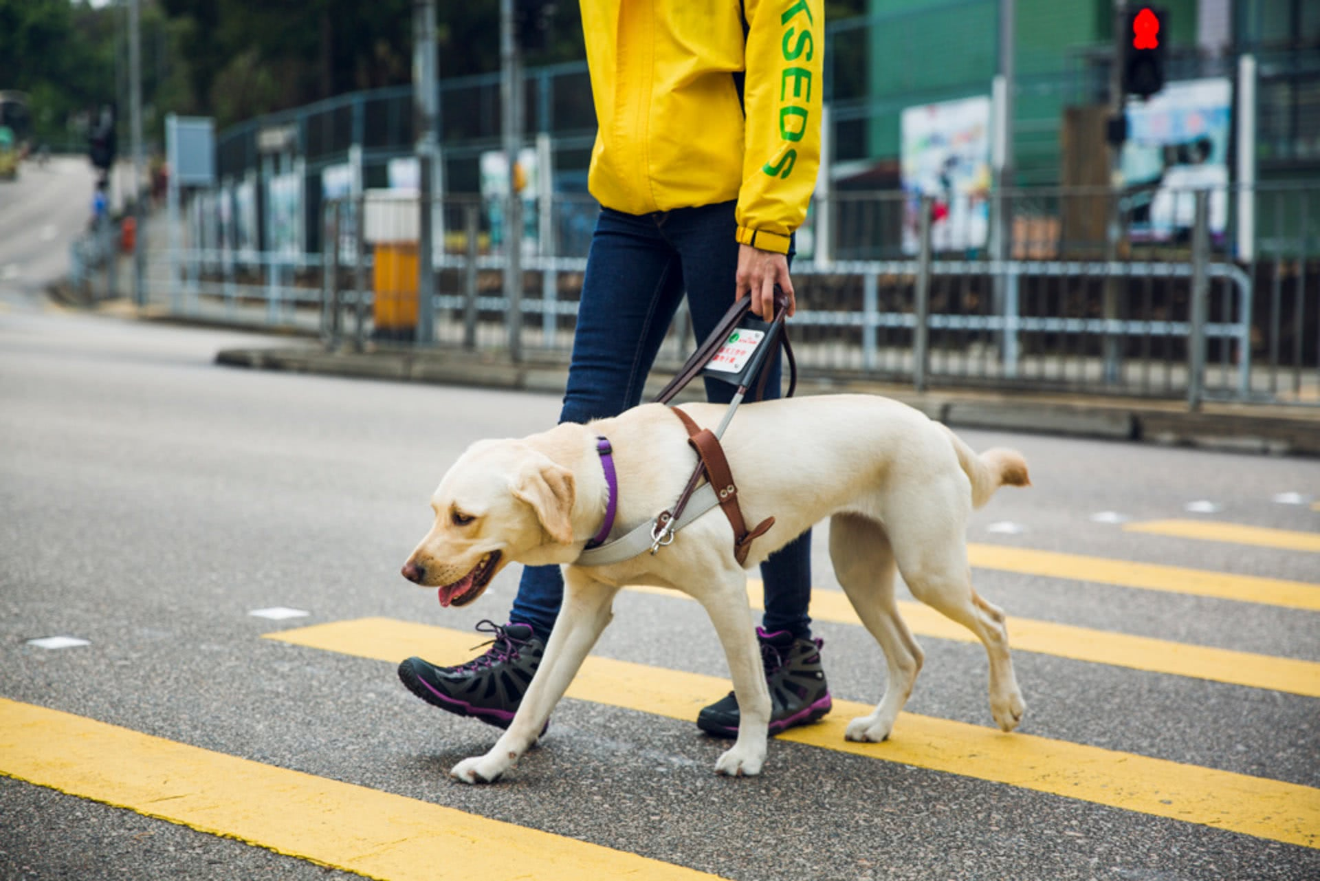 导盲犬入住酒店被拒！培养一只导盲犬有多难？训练成本就要15万