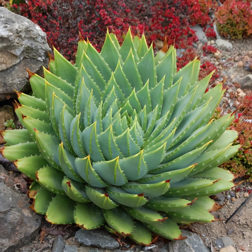 旋转芦荟女王怎么养小技巧干货