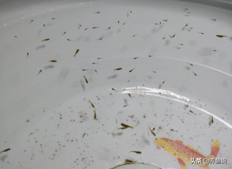 孔雀鱼苗饲养过程中很容易忽略的2个细节，做到位，成功率大升