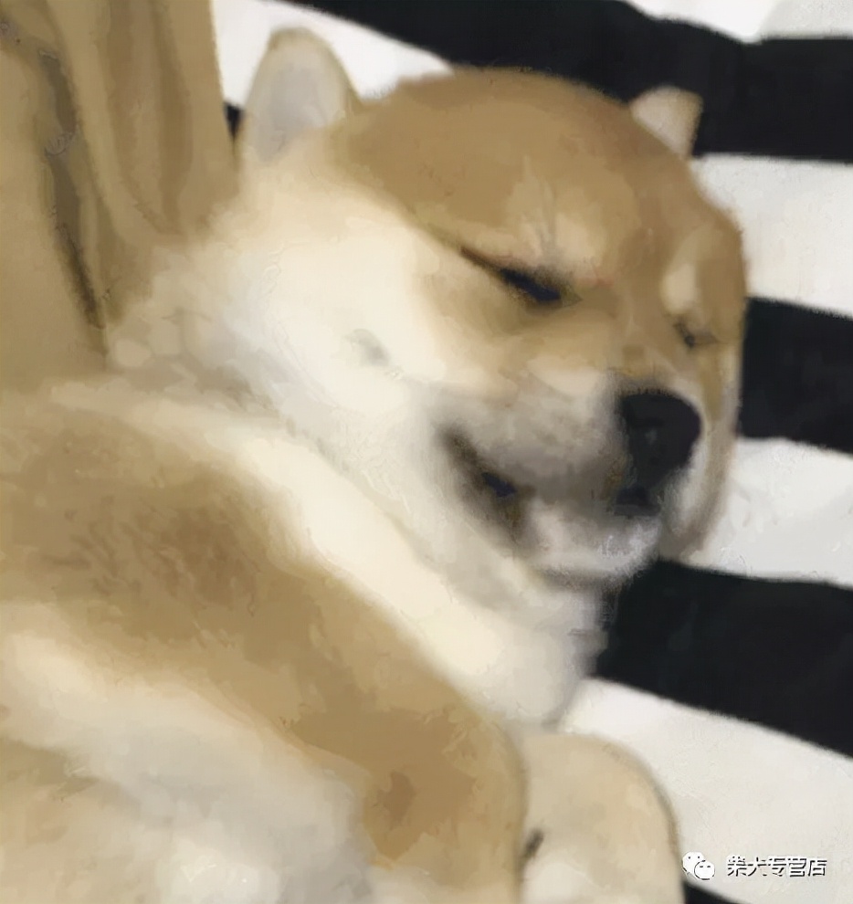 冷知識 柴犬的睡眠時間與身體健康有關嗎 柴犬本柴 Mdeditor