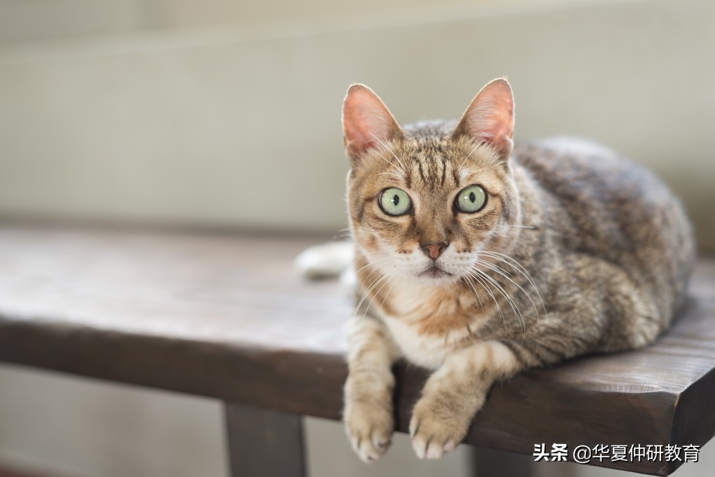 充满想像力的童谣100首