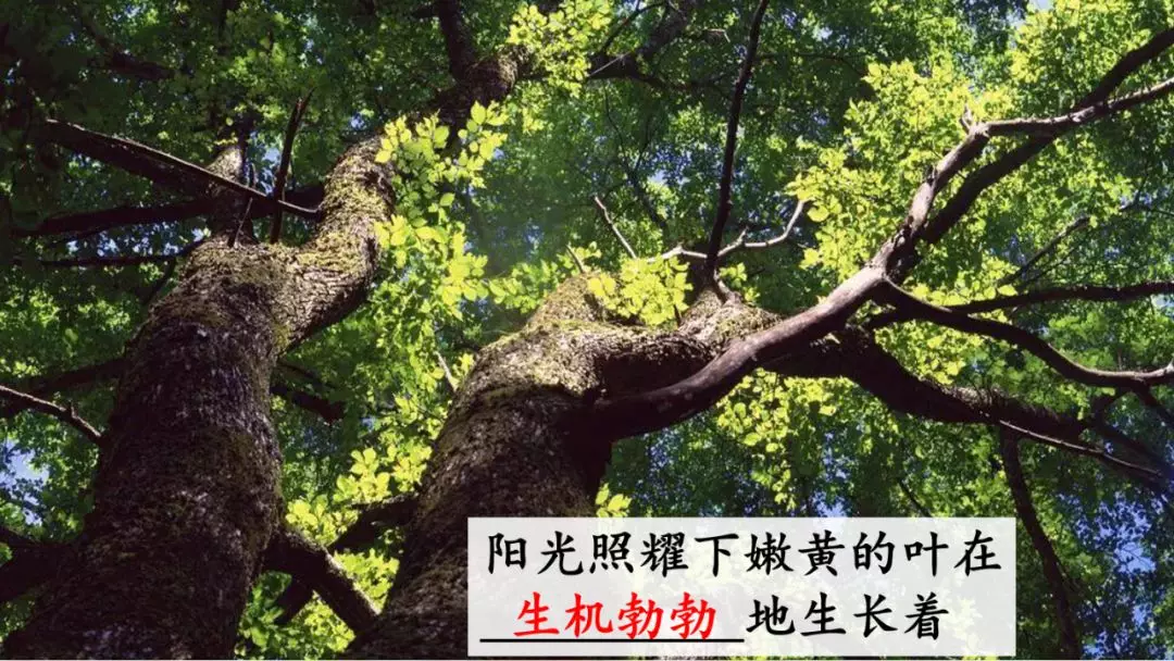 部编版三年级语文下册第二课《燕子》知识点及课堂测试题