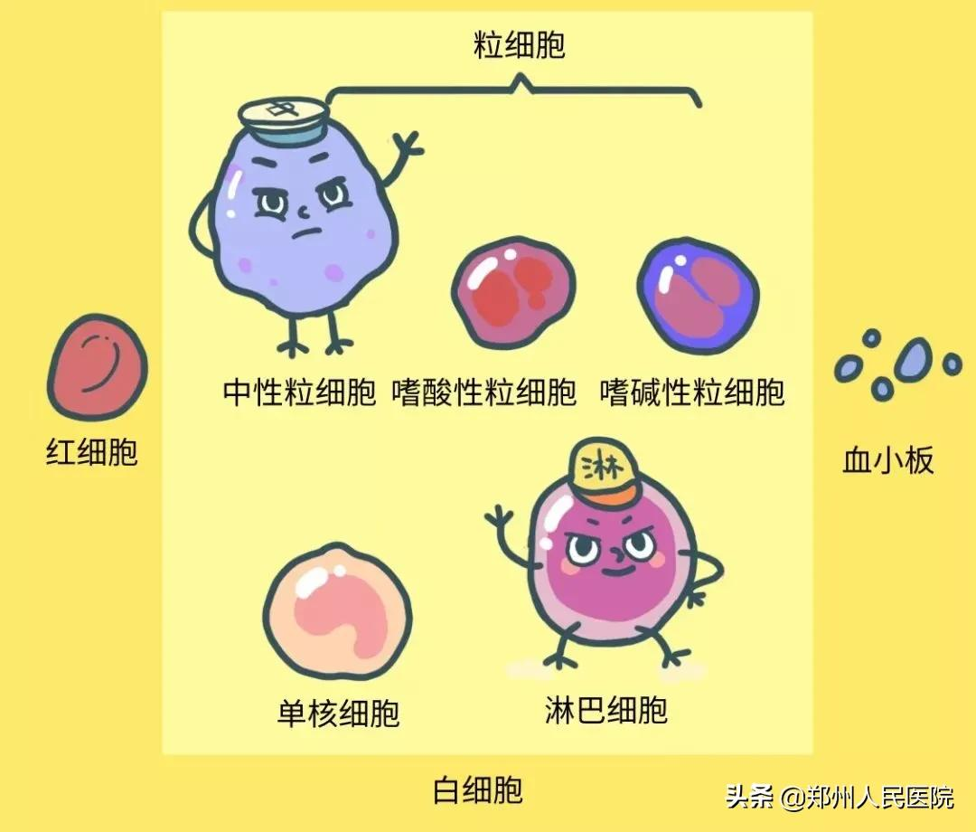 建議收藏!僅需10分鐘,搞懂血常規