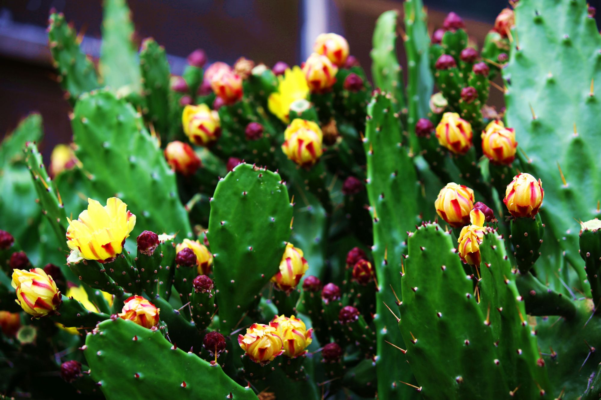 仙人掌开花期怎么养比较好记得收藏