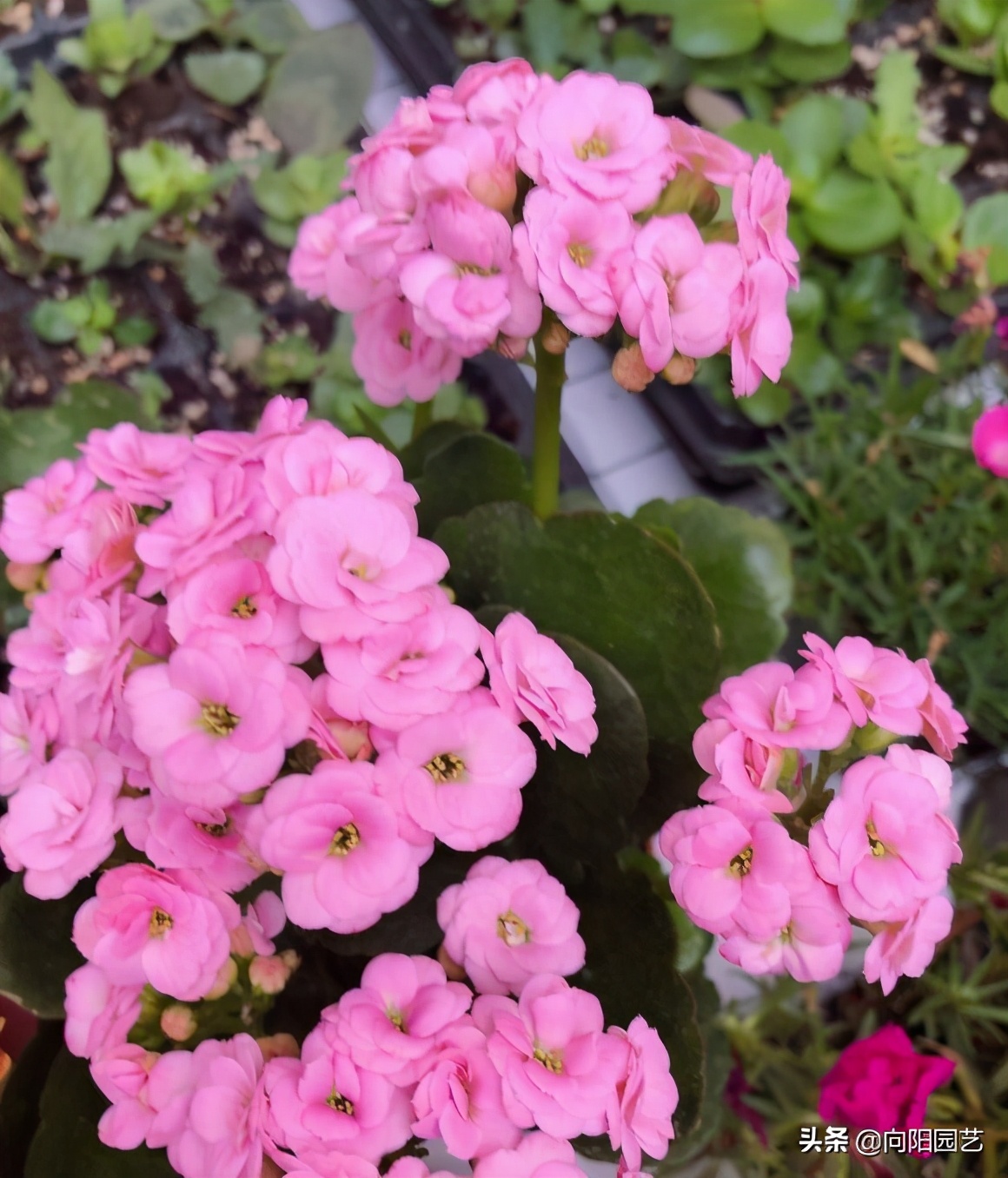 ?春节期间,买盆花放在家里,3种花值得买,花期长开花漂亮