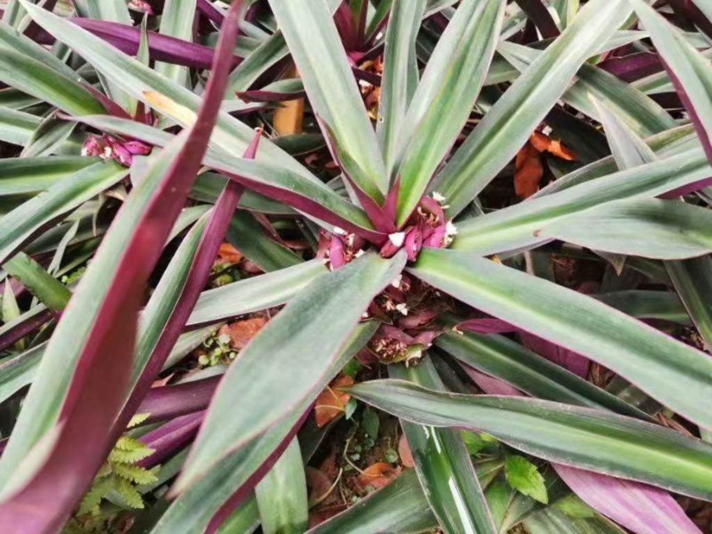 它有一个威武霸气的名字,叫红面将军,观叶美丽,开花奇异