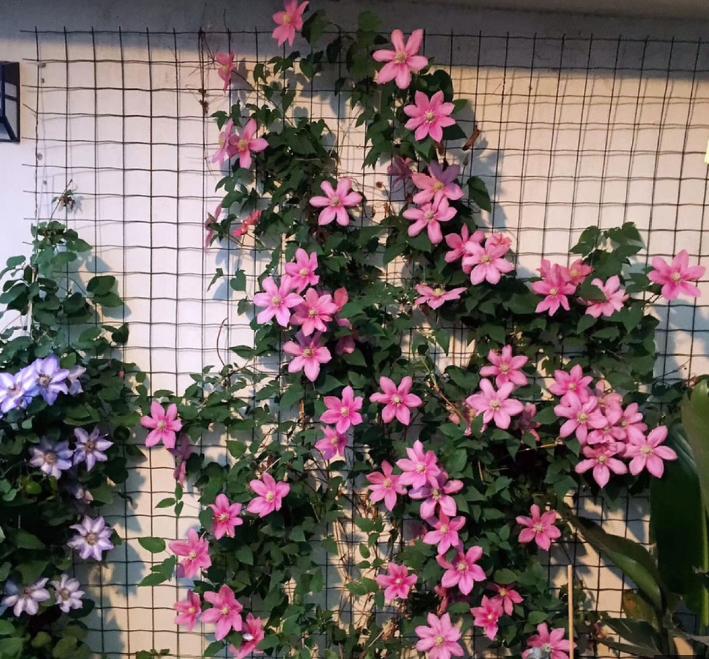 6种爬藤花,一开就是一面墙,种一次就上瘾