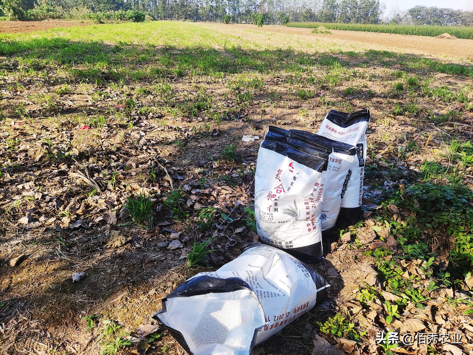 小麦种植季:农民买“高档”化肥被村里人嘲笑,老父亲生气离开