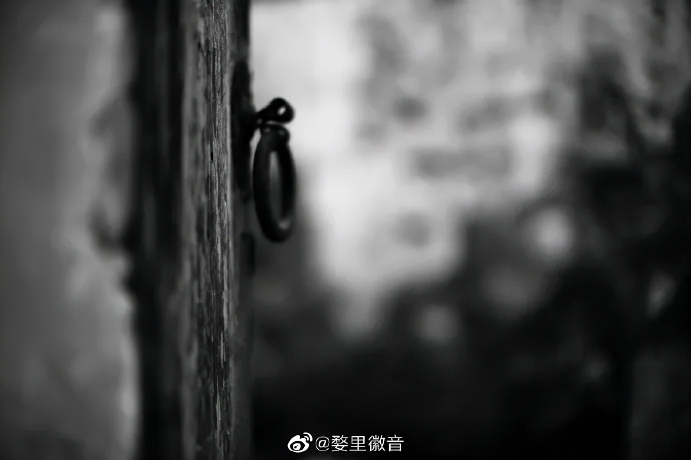 品读婺源 | 香樟的民谣 原创 洪忠佩
