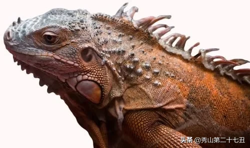 世界上最大最恐怖的蜥蜴，他们只有一个天敌
