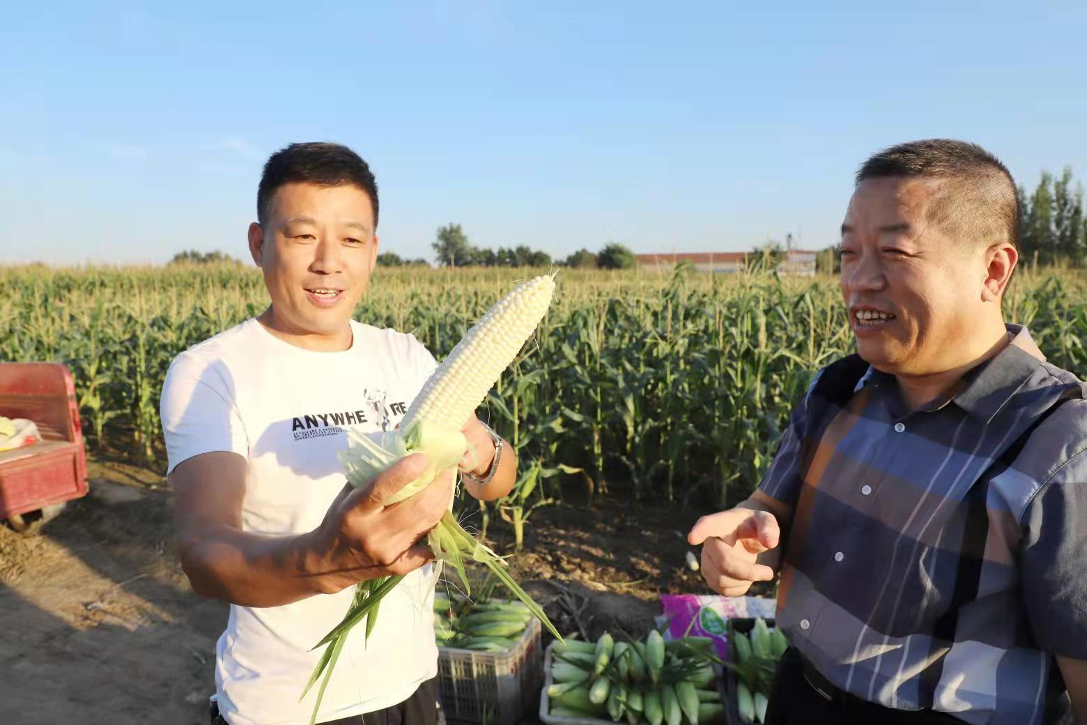 党建引领合作社 滨北街道篦子张村水果玉米大丰收