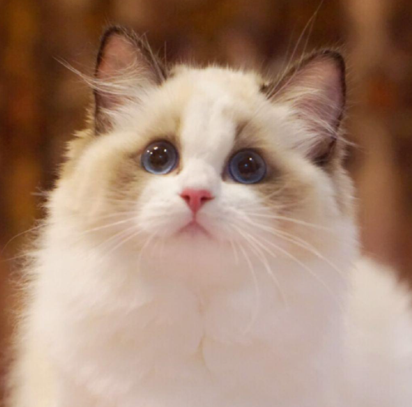 "猫中贵族"布偶猫,多少钱一只?