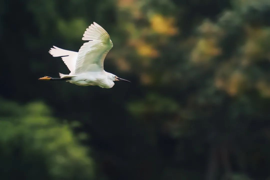 史上最狂傲的30句诗词，我读了五遍，还觉得没读够-第1张图片-非凡网