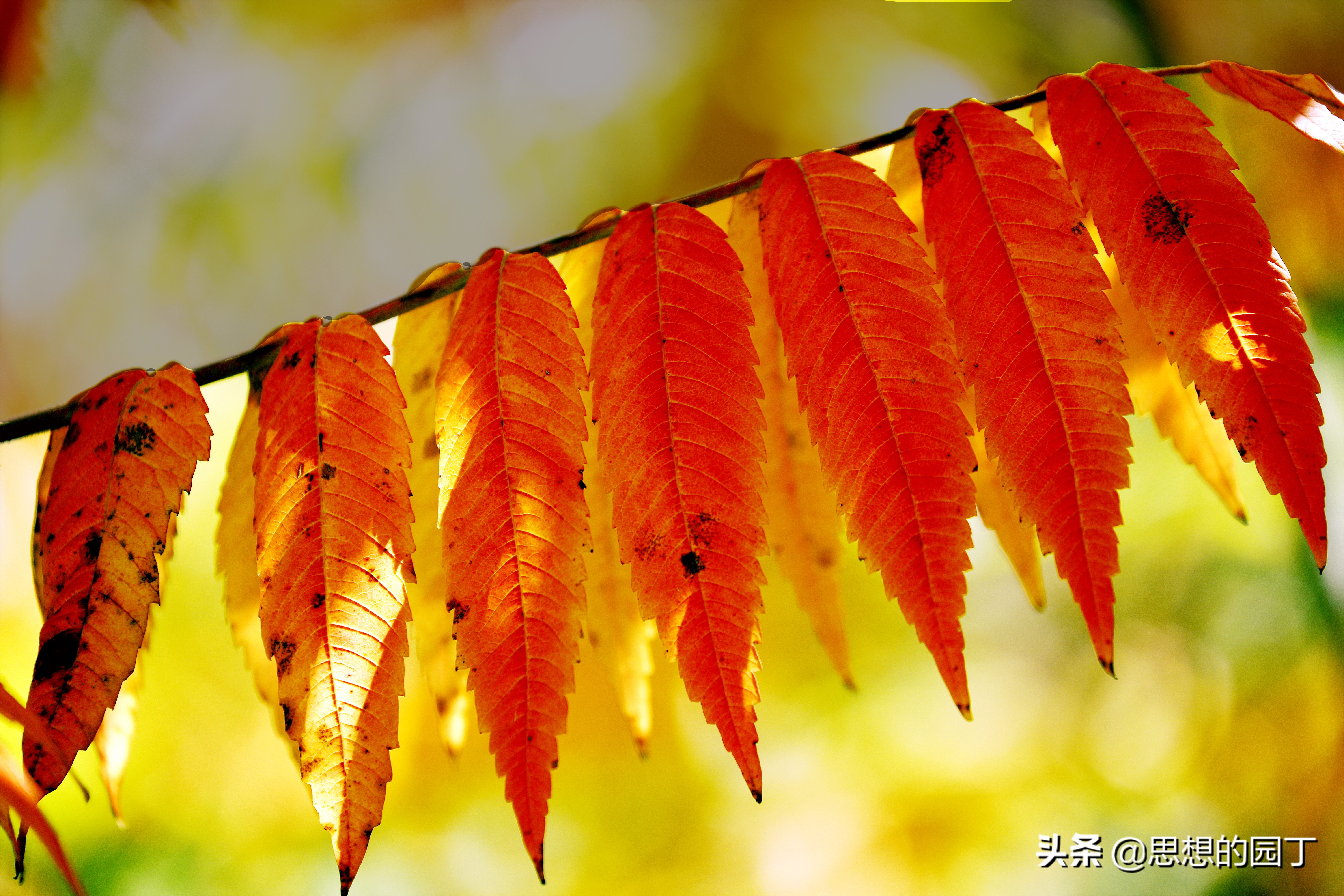 关于赞美公园秋天的美文(赞美秋天山景的美文) _晶羽文学网