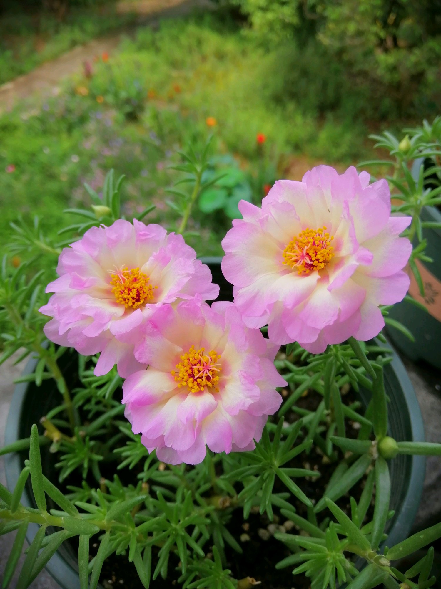 夏天也能养的花—粉羽,花型美如牡丹,好养易打理,三季有花看