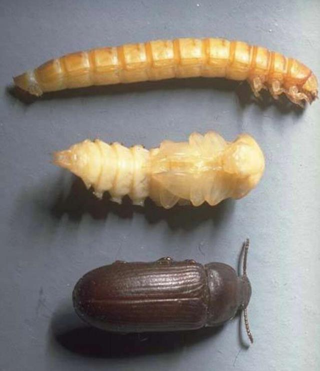 1,黄粉虫的生长周期约为三到四个月,分为卵,幼虫,蛹和成虫四个阶段