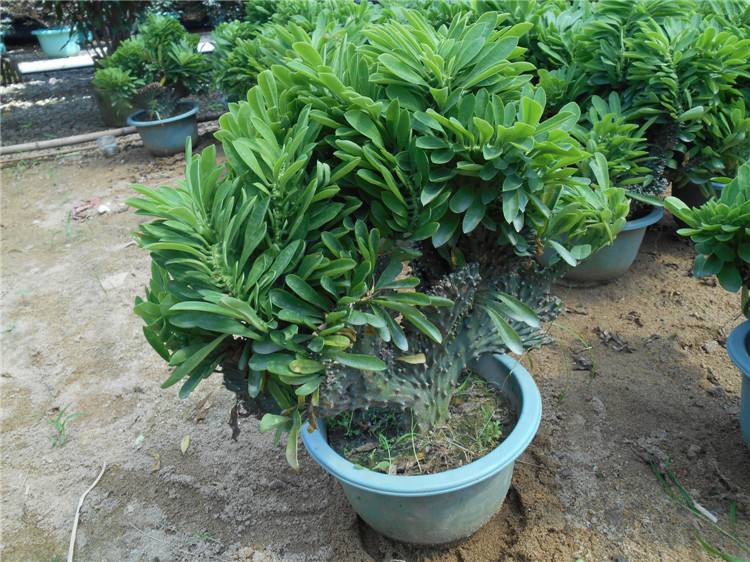 仙人麒麟植物怎么养长得好记得收藏