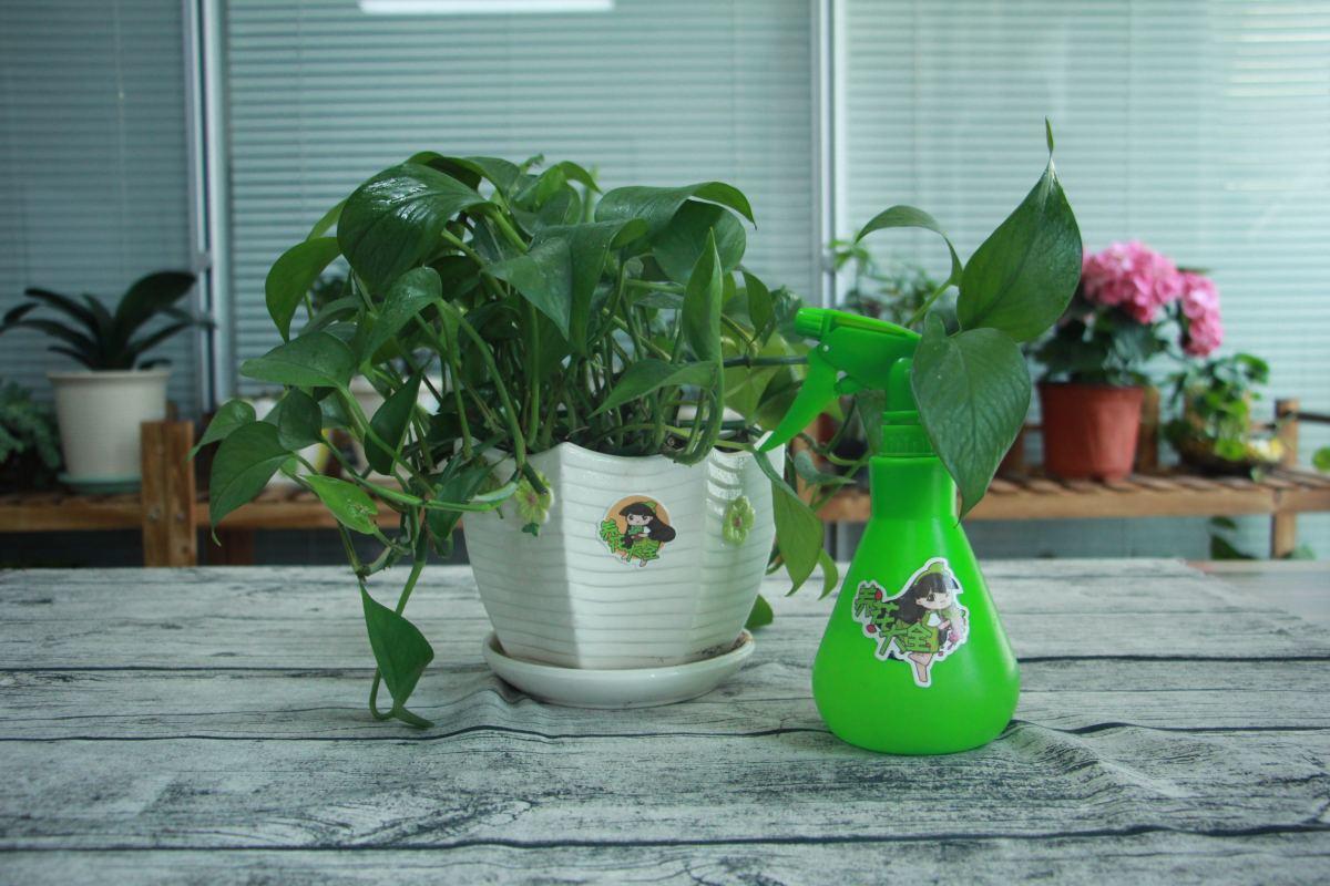 盆栽太累想水培,这4种植物,插水里好养活