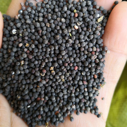 王不留行的功效与作用及食用方法