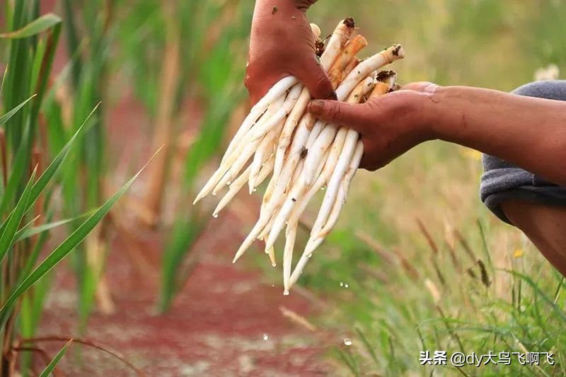 包容的心，满足的胃，说说在云南吃过的那些有趣美食