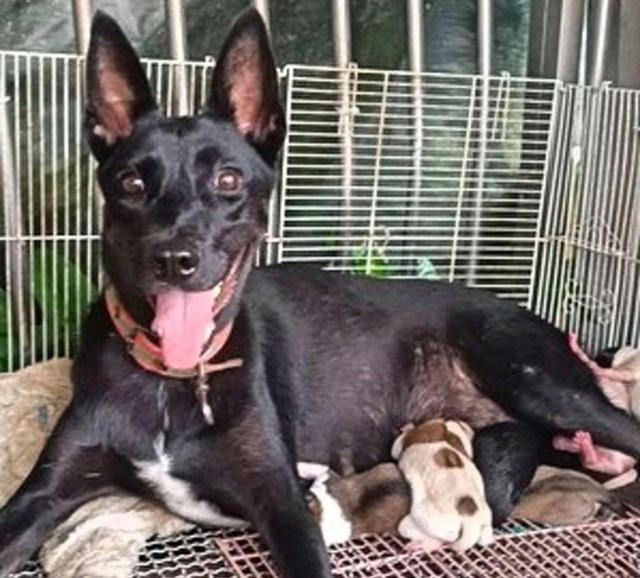 女孩曾救过黑狗，半年后黑狗主动来找她，还带来了8只小狗