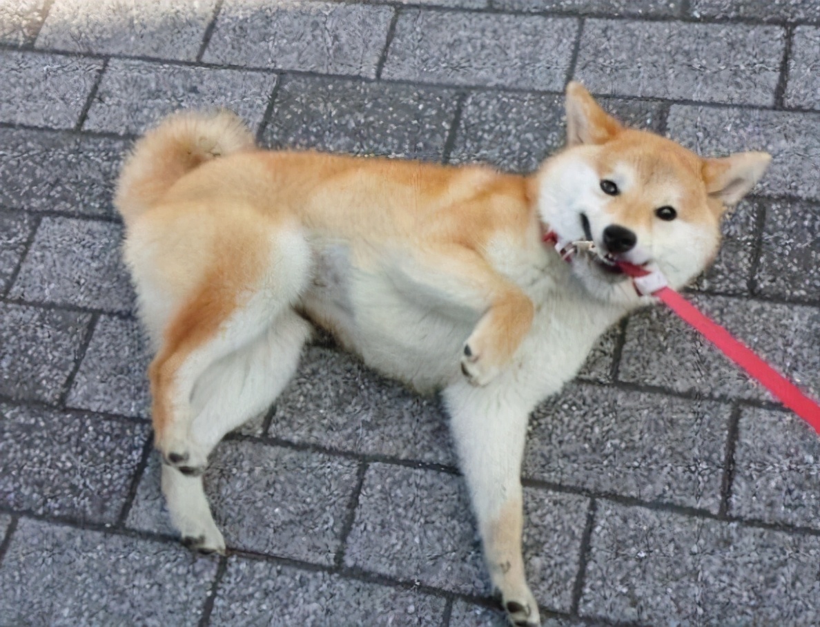 最 心野 的六种狗 带出去根本不想回家柴犬边境牧羊犬哈士奇柯基犬格力犬金毛犬 天天看点