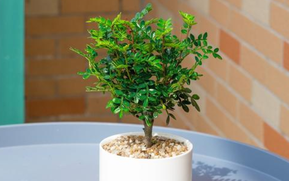 胡椒木盆景从上盆制作到养护,只需掌握这五点,一年四季清香四溢