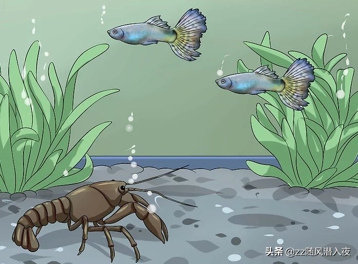 如何饲养小龙虾