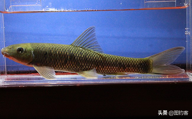 热带四文鱼怎么养长得好「专业回答」 -骁龙网