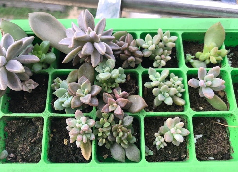 只要一片叶子就能插活的花,有3种,繁殖了一盆又一盆