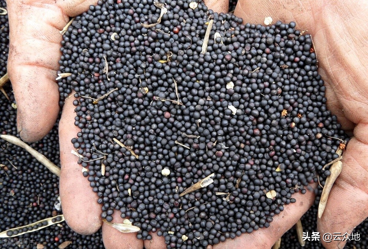 油菜籽2.8-3.2元/斤