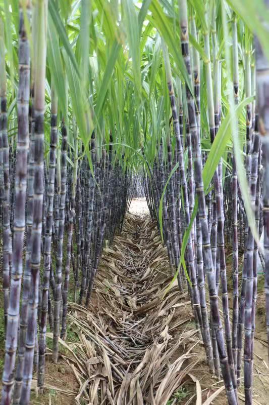 兰溪市女埠街道汇潭村千亩甘蔗熬制丰收的甜蜜