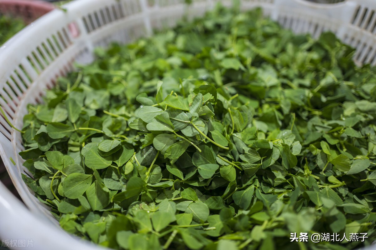 65种野菜图片大全，教你认识不同的野菜和吃法，你想要的野菜都有