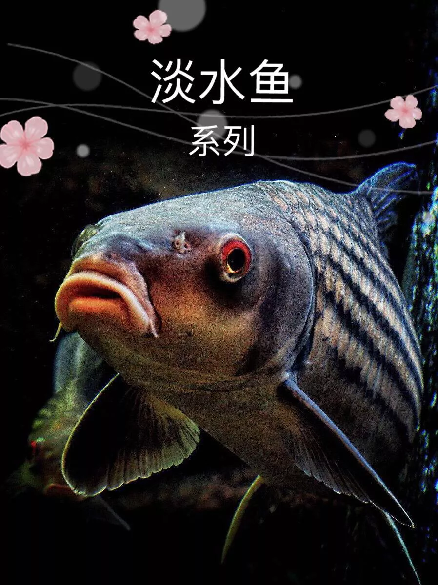 淡水魚類介紹之 十四 大口鲶魚 天天看點